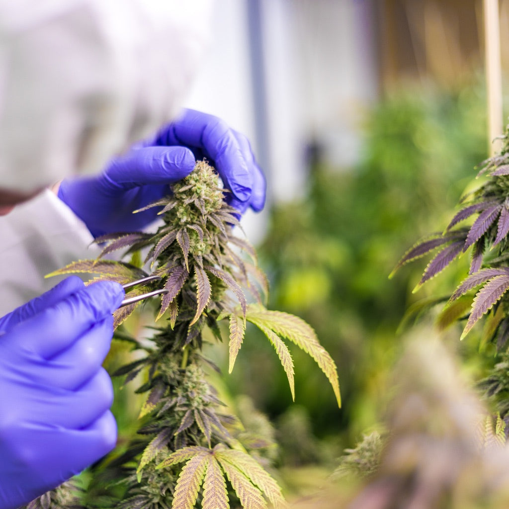 A researcher examining a cannabis plant at the flower with tweezers.