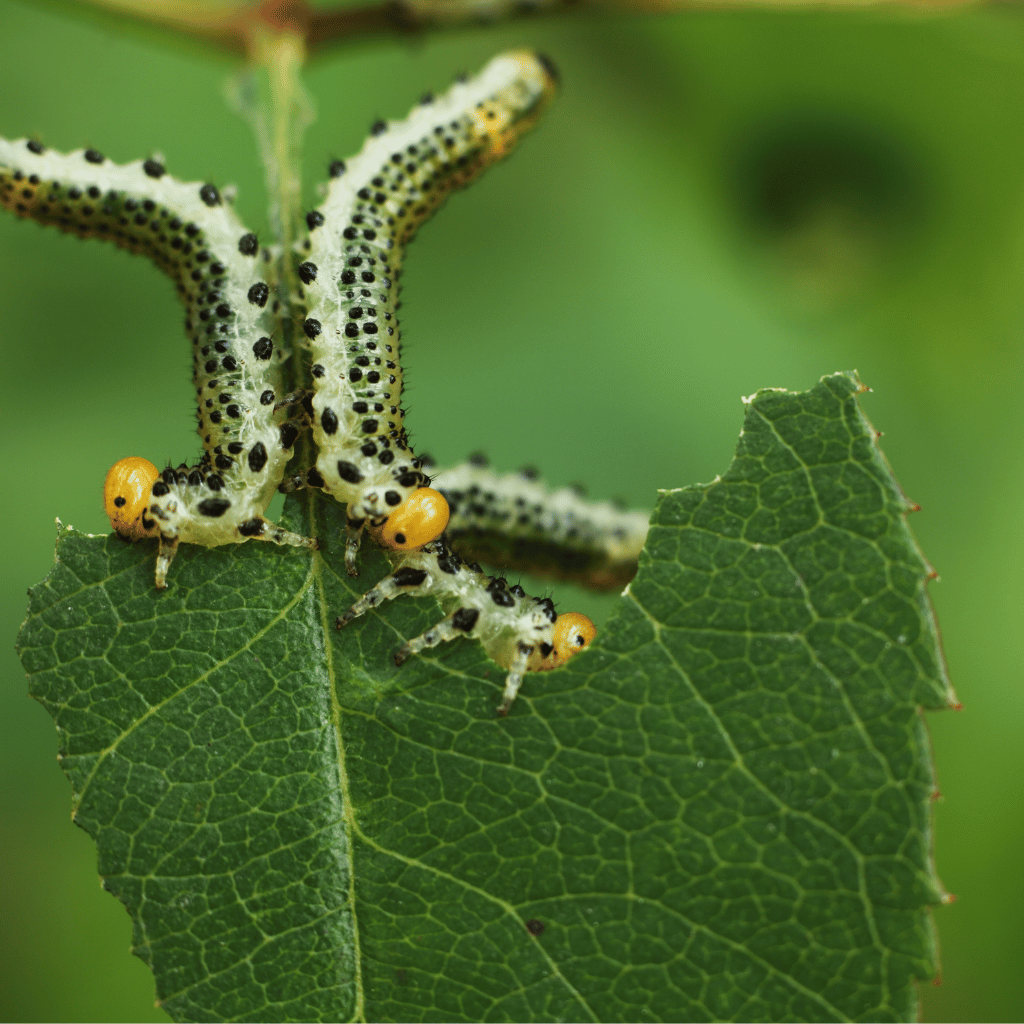 A cannabis leaf being eaten by 2 caterpillars.