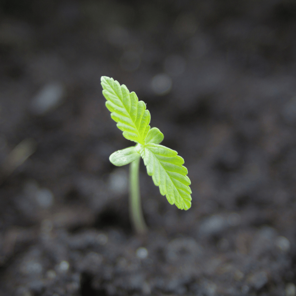 Close-up of a young cannabis seedling in the soil, which is currently in the seedling phase. The seedling shows its first two leaves.