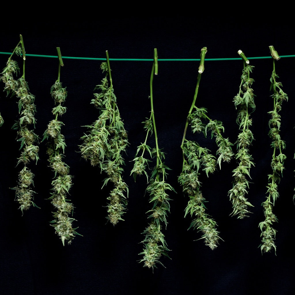 Overhead hanging cannabis plants that are cured.