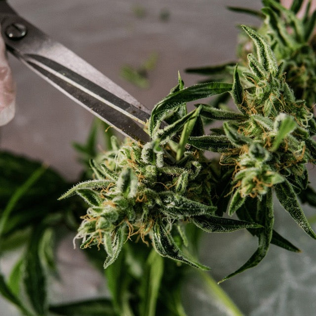 Dry or wet trimming of cannabis plants