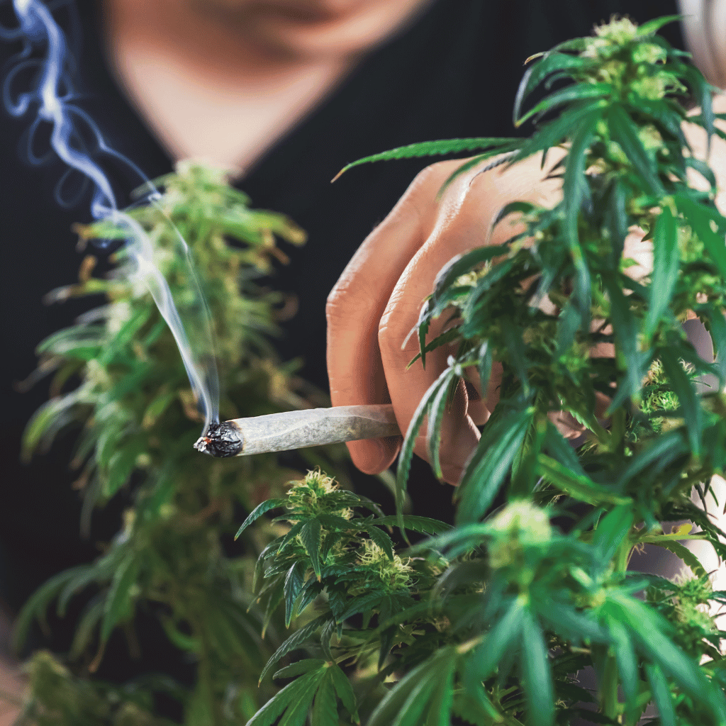 Experiences of THC Consumers