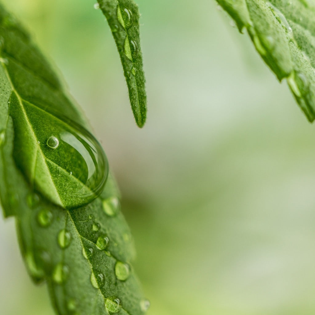 Close-up of a cannabis leaf with drops of water running down it.
