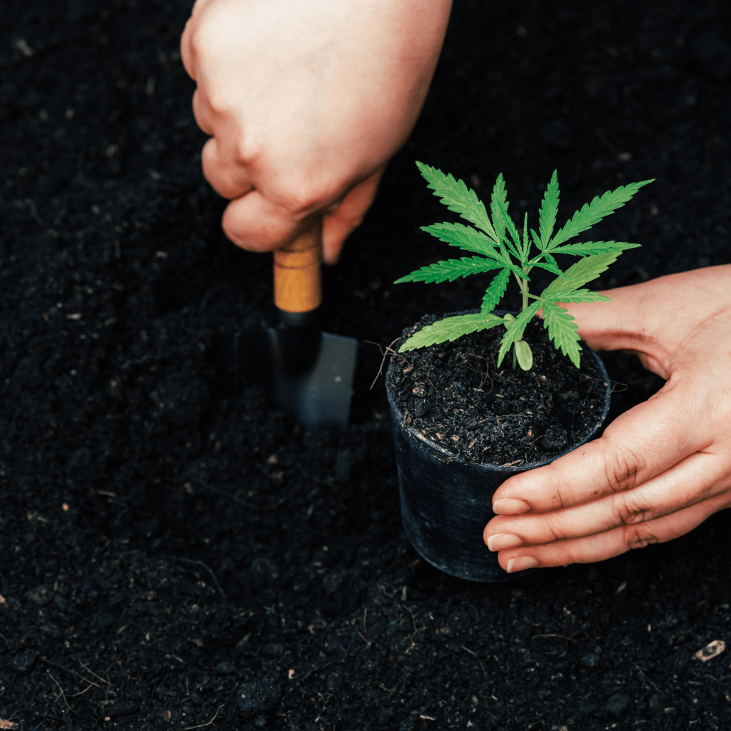 A cannabis plant is planted in nutrient-rich soil to encourage growth during the growing phase. A person's hands hold the pot with the small cannabis plant inside and a small shovel that prepares the soil.