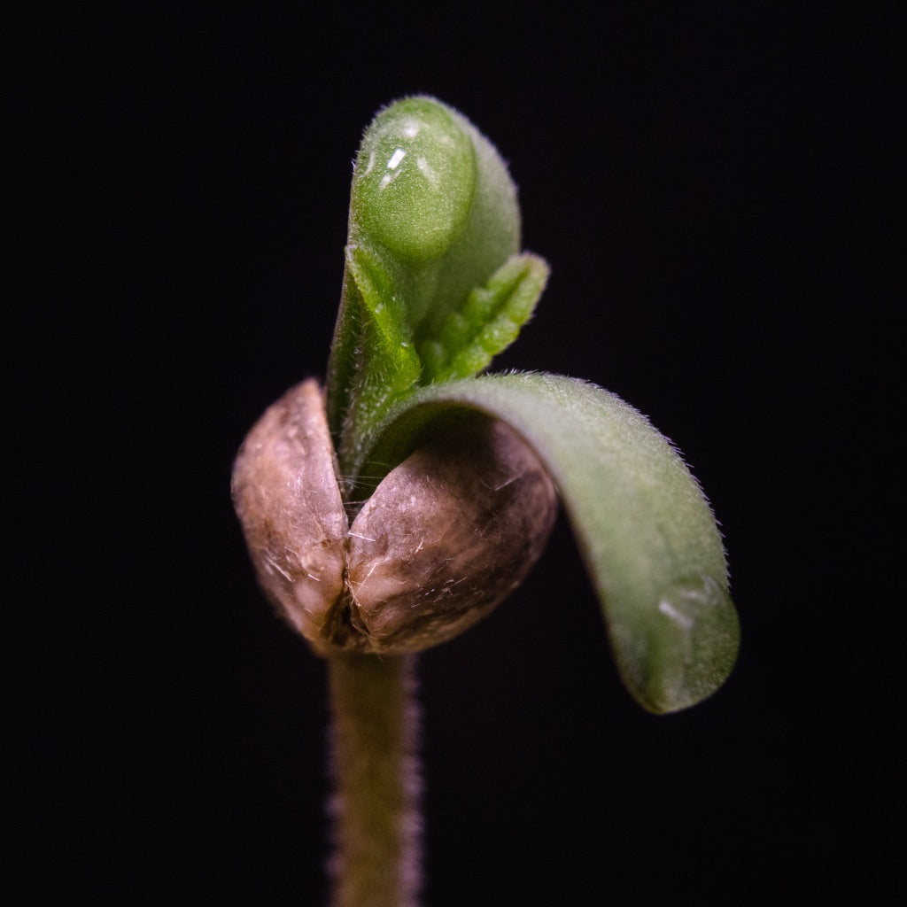 A cannabis seed that has germinated in front of a black background