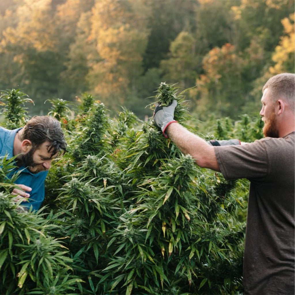 Two men picking flowers in an outdoor cannabis field.