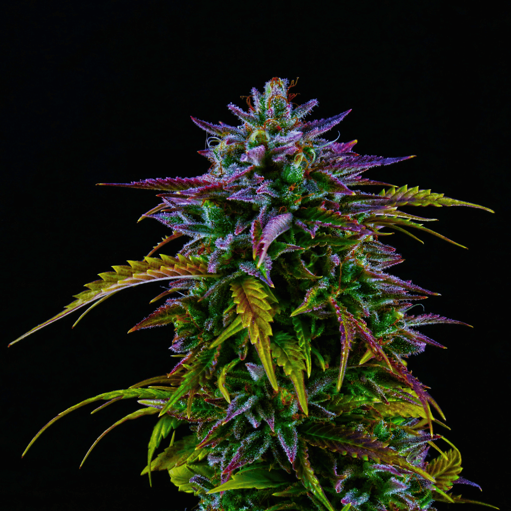 Perfect Harvest Time for Your Cannabis Plant