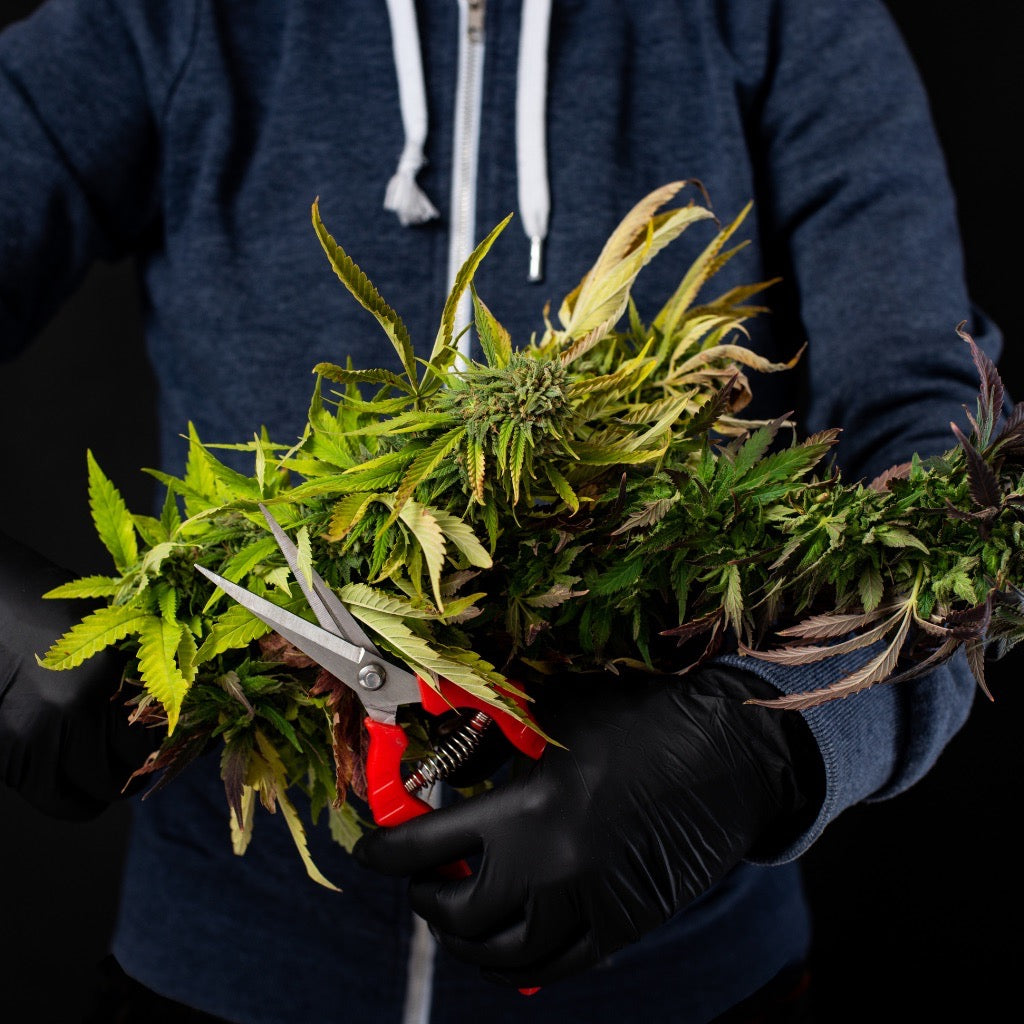 Dark-suited man with his arms full of cut cannabis leaves. In his left hand he holds a pair of red scissors