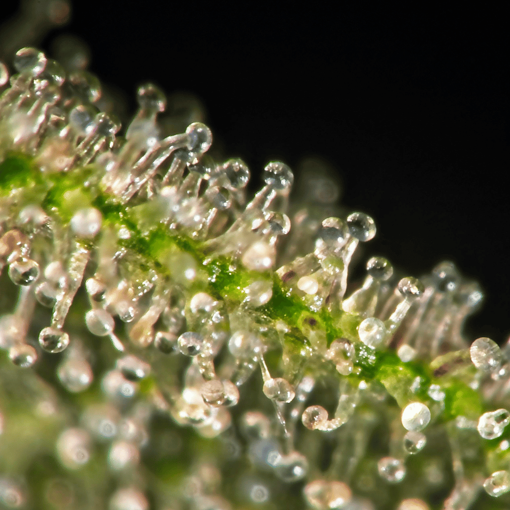 Close-up of the trichomes of a cannabis plant.