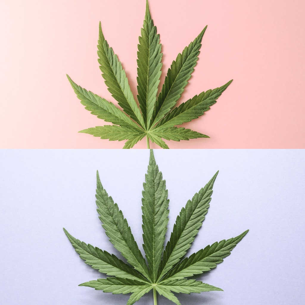 2 cannabis leaves juxtaposed on a different colored background.