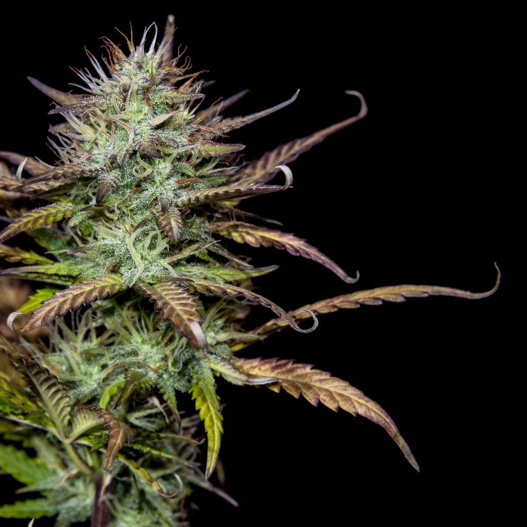 Close-up of a cannabis flower on a black background.