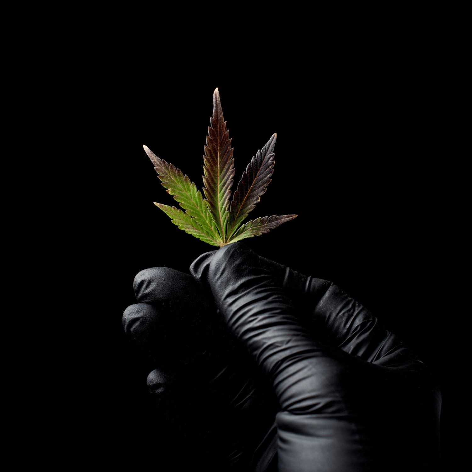 Sativa and Indica: What's the difference?